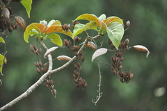 Hymenodictyon obovatum